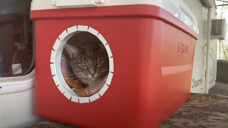 cat sitting inside a cooler