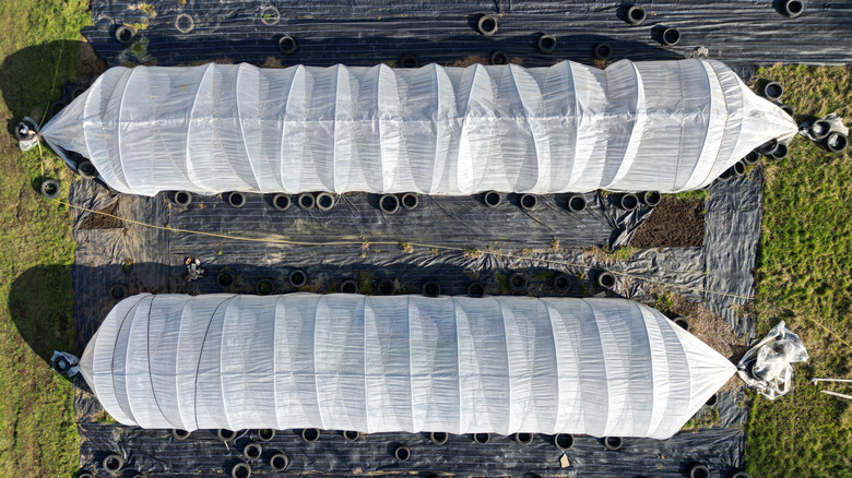 Two long row covers protect young seedlings from frost.