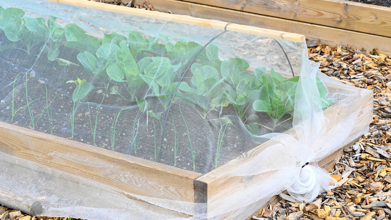 A mesh row cover keeps pests out.