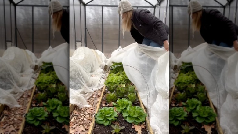 A gardener covers her raised garden bed full of lettuce with a row cover.