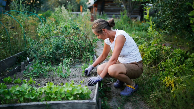 A gloved gardener leans over a raised garden bed to pull some weeds.