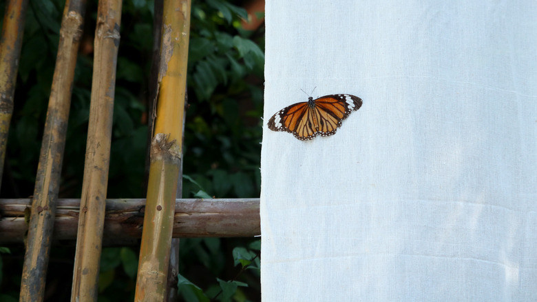 A butterfly rests on the outside of a row cover over a bamboo framed garden bed.