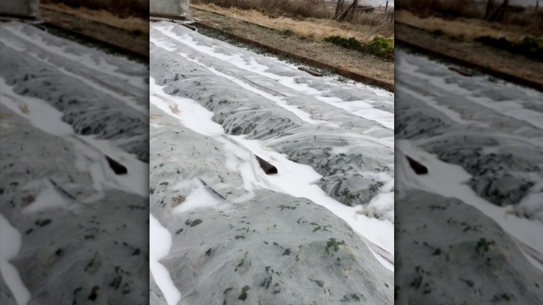 Snow sits atop white row covers protecting rows of vegetables in a backyard garden..