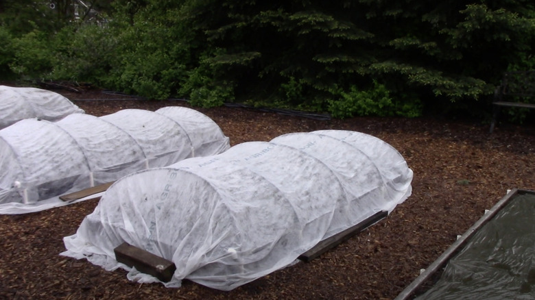 Vegetables growing in raised garden beds are protected from heavy rain with row covers.