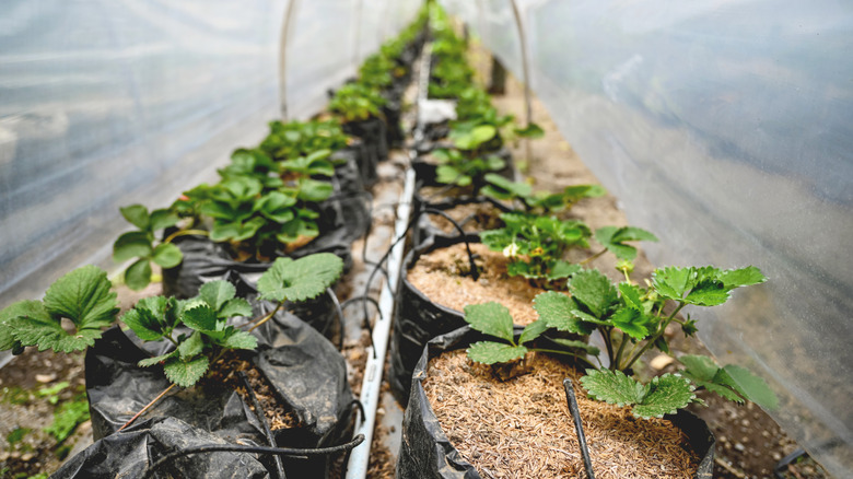 A long row of strawberry plants protected by a row cover and watered by a drip irrigation system.