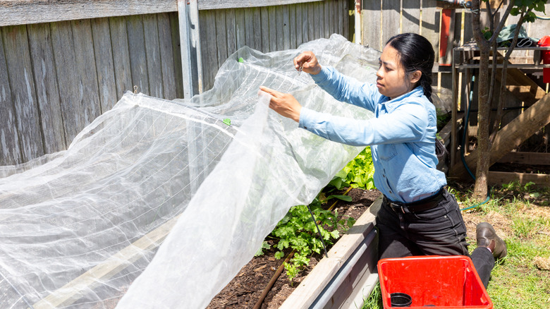 A woman installing shade cloth over plants in a raised bed.