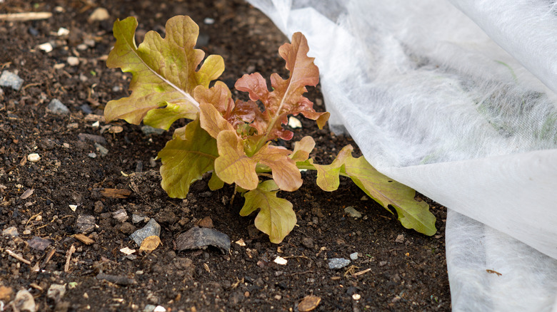 A dirt-free curly red and green leaf lettuce plant grows in a garden bed beside a white row cover.