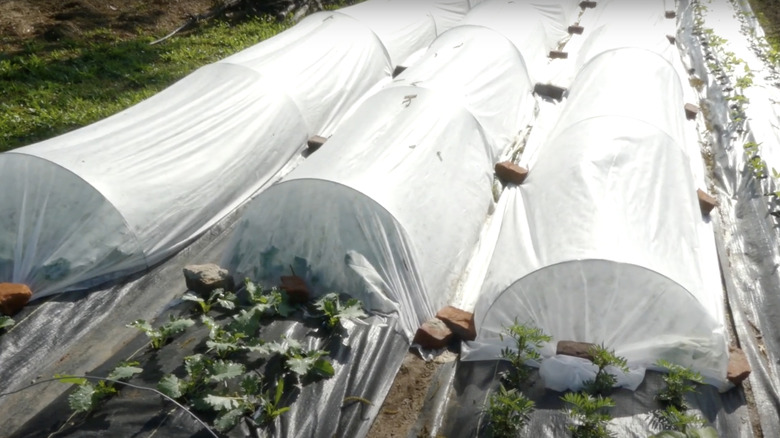 Garden row covers tightly secured over hoop frames using bricks and knots.