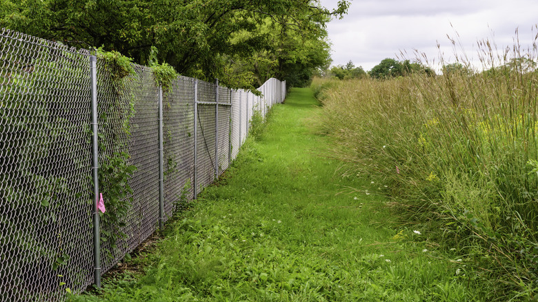 chain link fence by grass