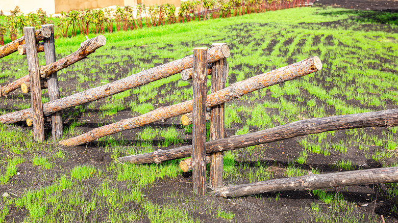 fence made of tree trunks