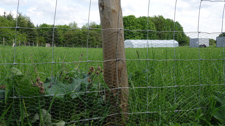 chicken wire fence by grass