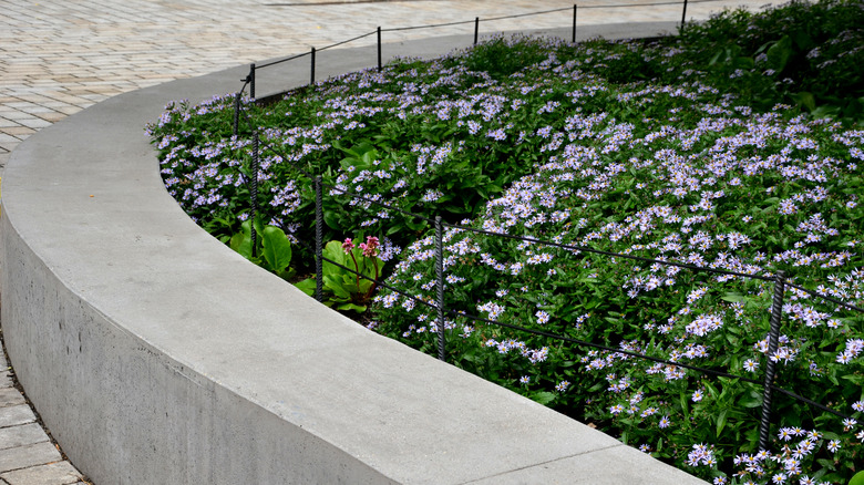 concrete retaining wall and flowers