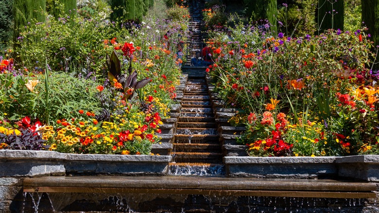 colorful flowers on a hill