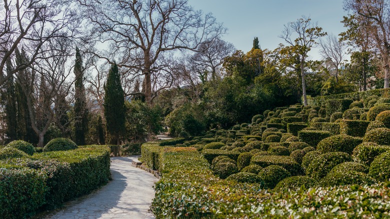 hill with lots of hedges