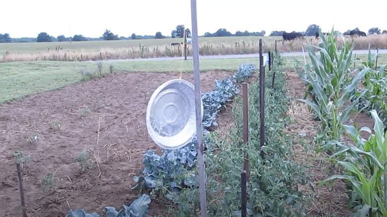 A pie plate tied to a pole in the garden.