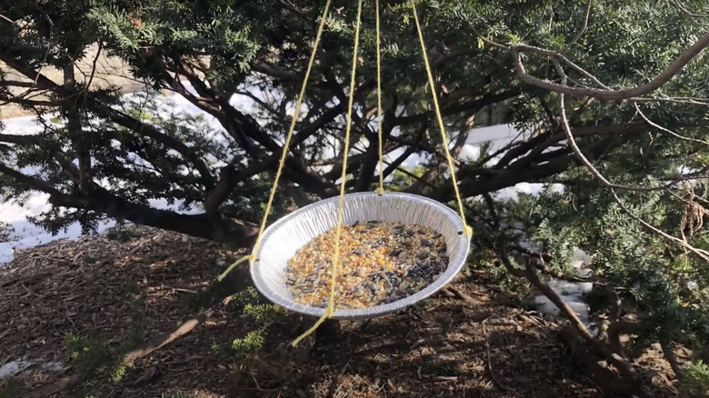 A bird feeder made from a pie tin filled with bird seed and hanging from a tree.