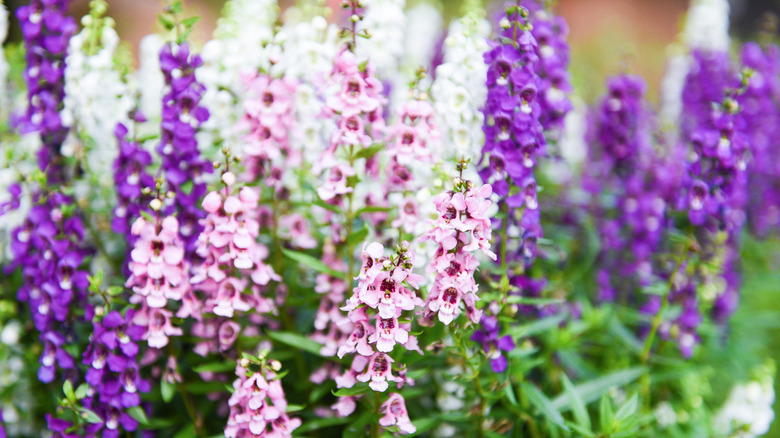 Colorful angelonia flowers