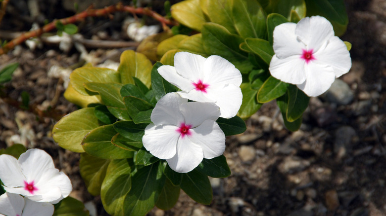 White vinca flower