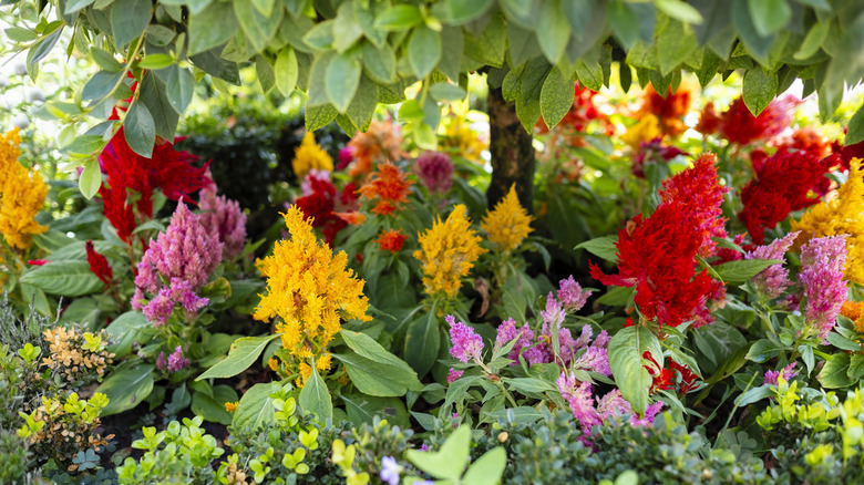 Flowers of celosia argentea