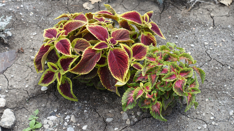 cultivars of coleus scutellarioides