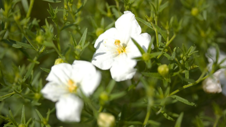 white cupflowers