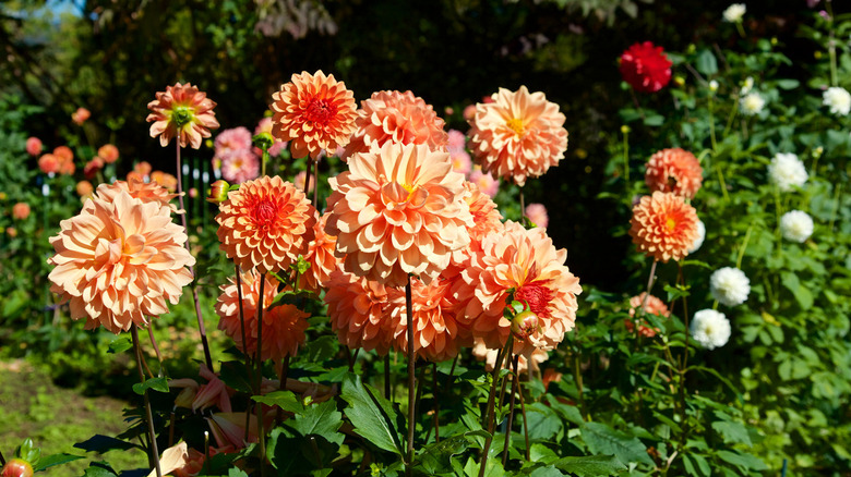 Beautiful orange dahlia flowers