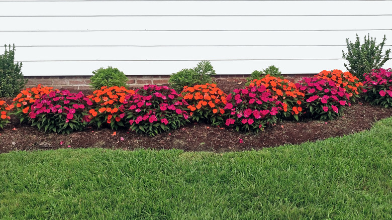 Red and orange impatiens