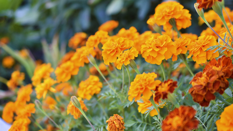 Red and yellow marigolds