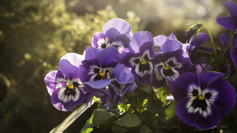 Spring pansies