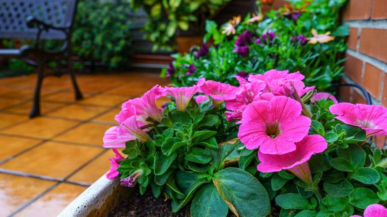 Petunia flowers in planter