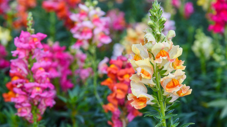 Antirrhinum snapdragon flower 