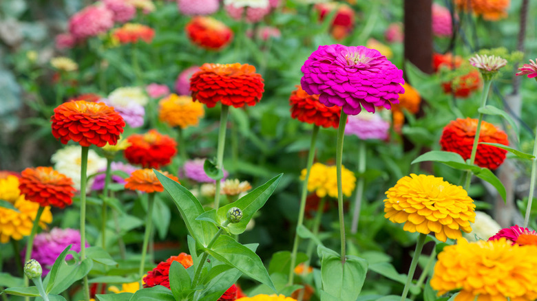 Colorful zinnia flowers blooming