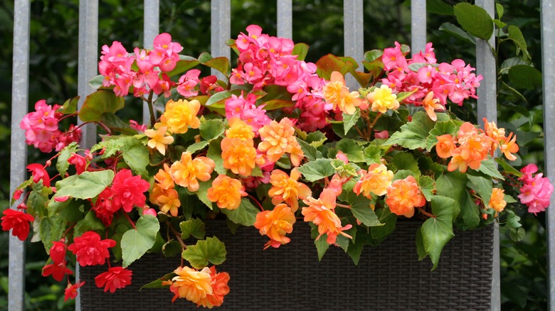 multi-colored begonia flowers