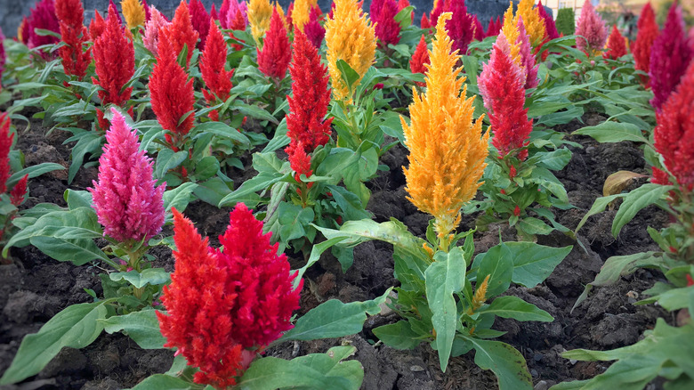 vibrant celosia flowers