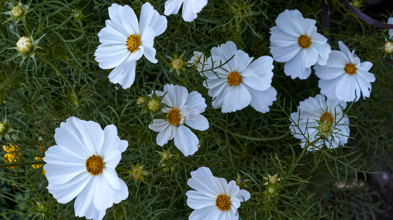 cosmos flower