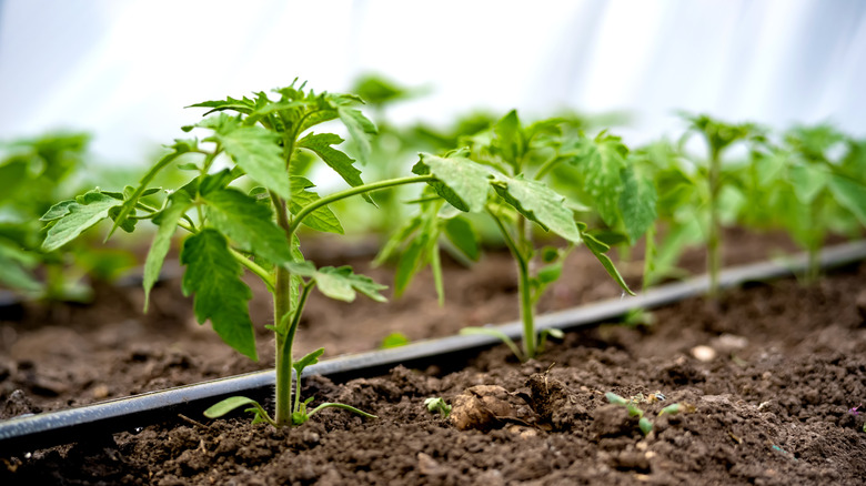 cucumber plants