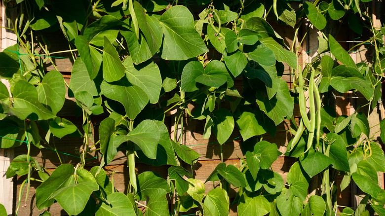 green beans on wire net