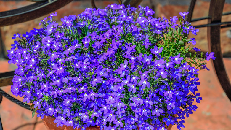 lobelia flowers in pot