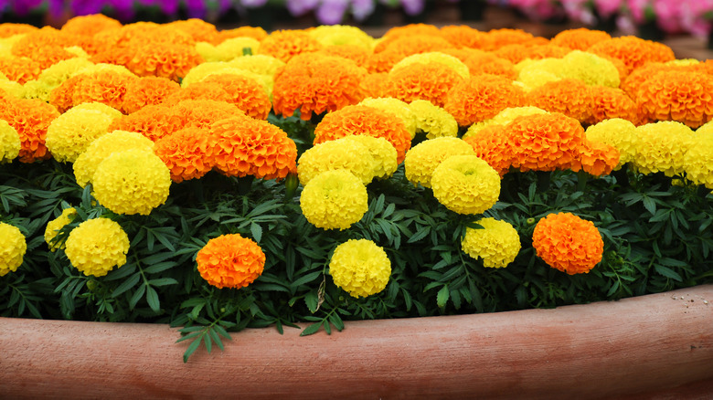 yellow and orange marigolds