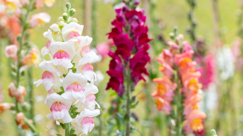 snapdragon flowers