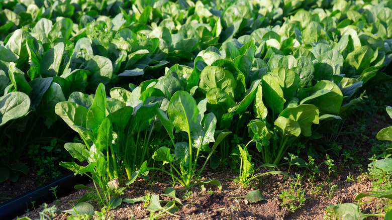 spinach plants