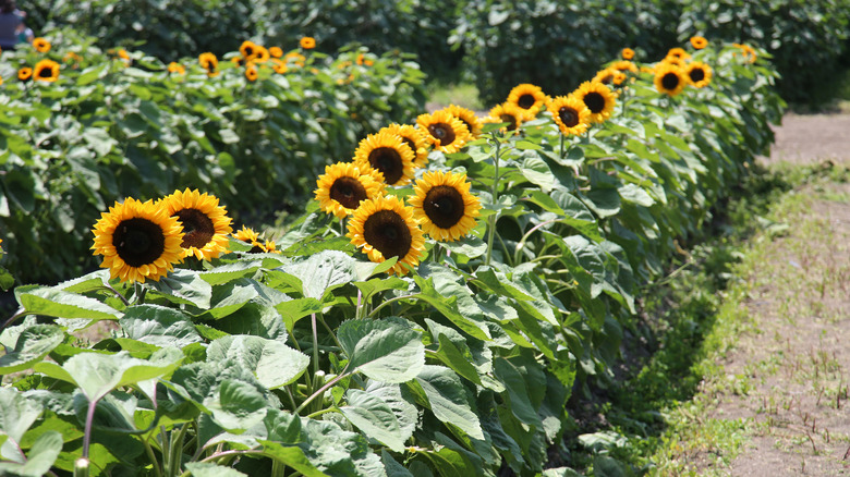 sunflower field