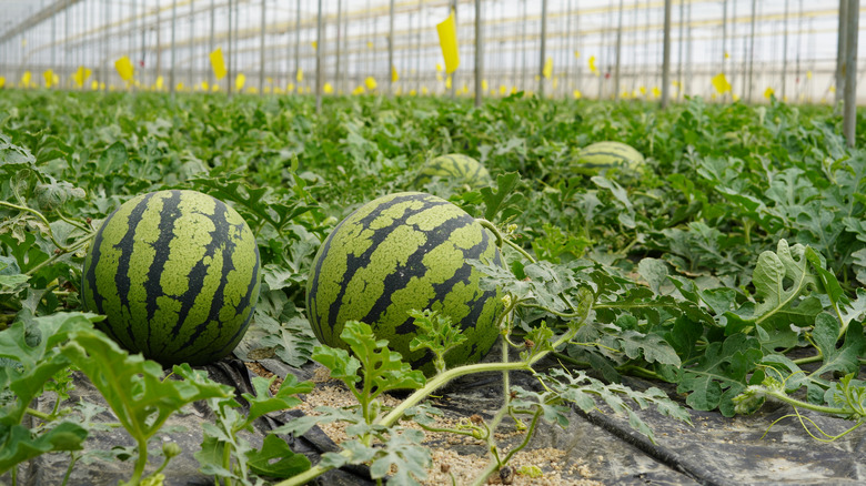 watermelon plants in greenhouse