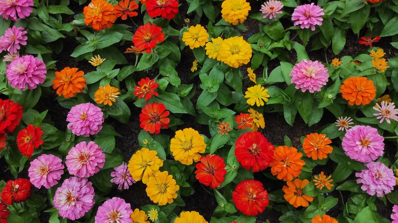 brightly colored zinnia flowers