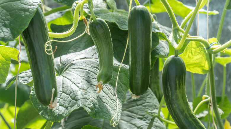 zucchinis growing on vine