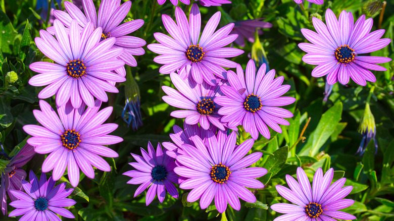 Purple African daisy