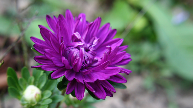 China aster in purple