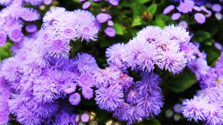 Floss flowers