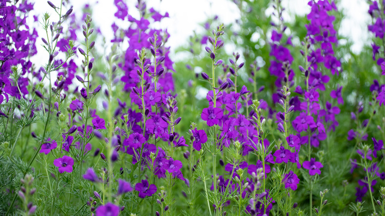 Purple giant larkspur