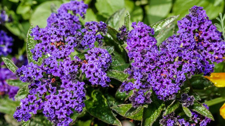 Purple heliotrope